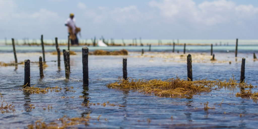 algues aquaculture zanzibar
