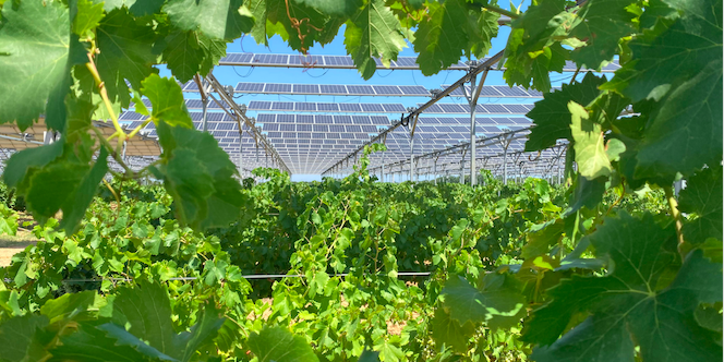Le développeur spécialisé dans l'agrivoltaïsme Sun'Agri annonce trente projets en exploitation ou construction, sur le pourtour méditerranéen et dans la vallée du Rhône.