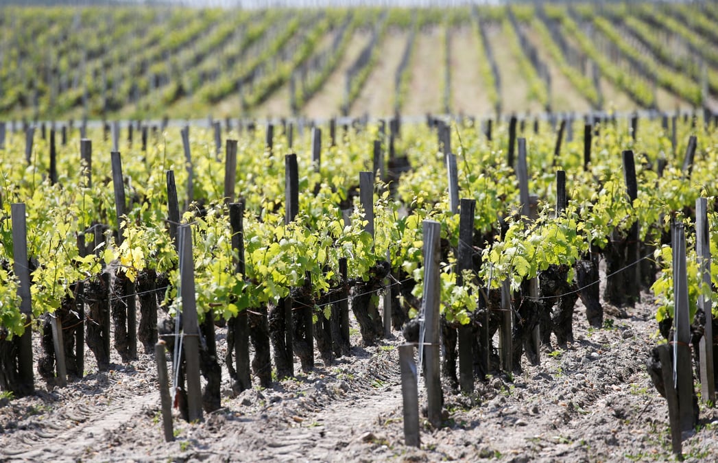 France: la recolte viticole 2019 attendue en baisse de 6% a 13%