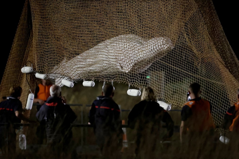 France: le beluga egare dans la seine a ete sorti de l'eau