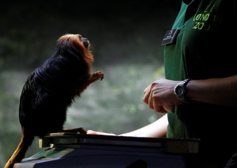 Vol de singes rares au zoo de beauval