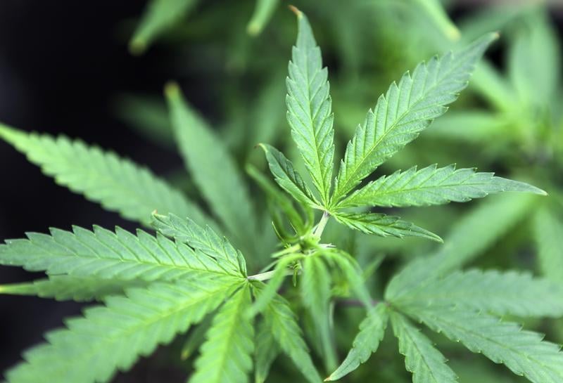 L'Uruguay, premier pays à légaliser le commerce du cannabis