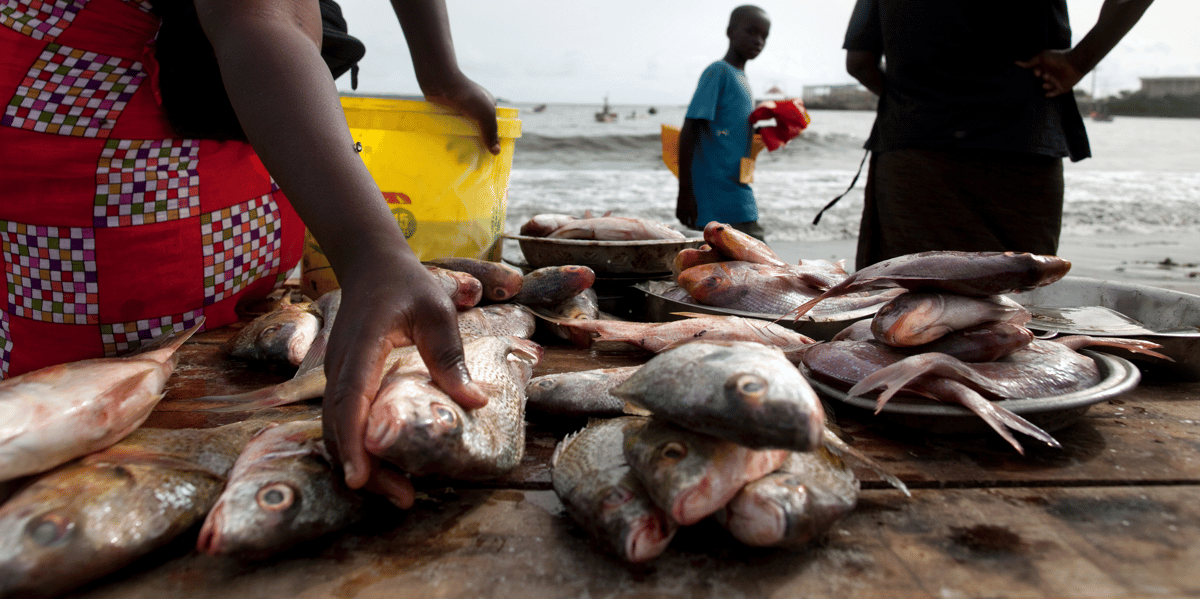 sénégal dakar poisson alimentation pêche halieutique littoral