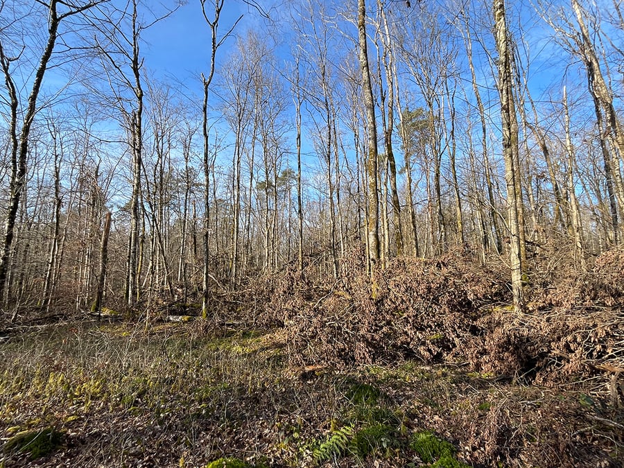 En Haute Marne, une parcelle victime d’une coupe sauvage.