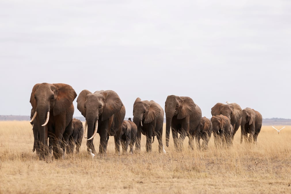 Rhinoceros, lion...: les especes emblematiques du kenya menacees par la pression humaine