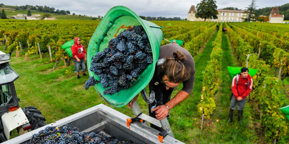 Vendanges Bordeaux