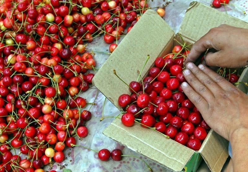 99% des cerises importées par la Chine sont chilienne. (Photo d'illustration)