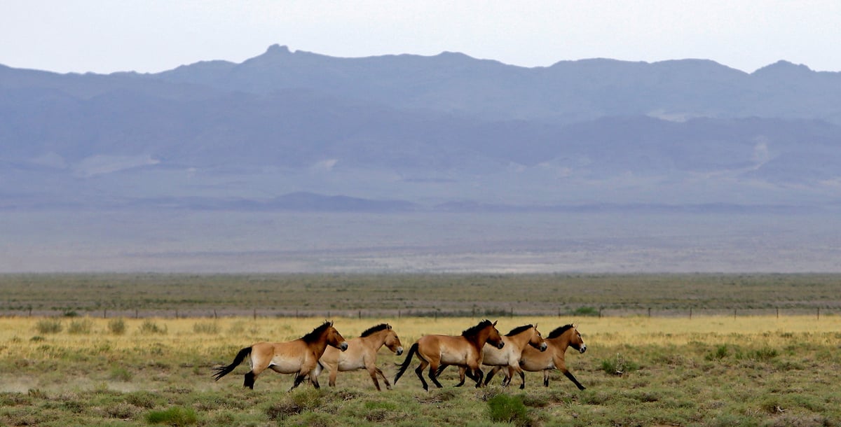 Photo d'archives d'un troupeau de chevaux de przewalski dans le parc national de takhin tal dans le sud-ouest de la mongolie