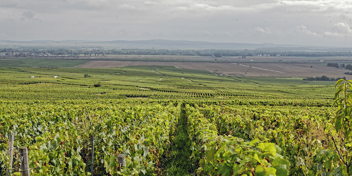 Vignoble Champagne
