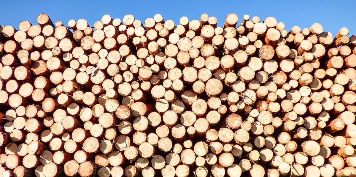 Pour une redynamisation de la filière bois