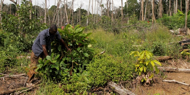 deforestation forêt Côte d'Ivoire Cacao