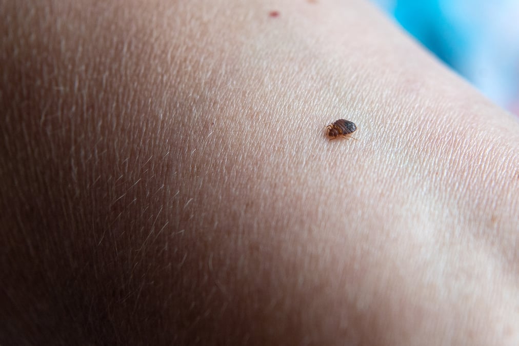 La paranoïa autour de ces petits insectes parasites d'à peine quelques millimètres s'est répandue en France à l'automne dernier.