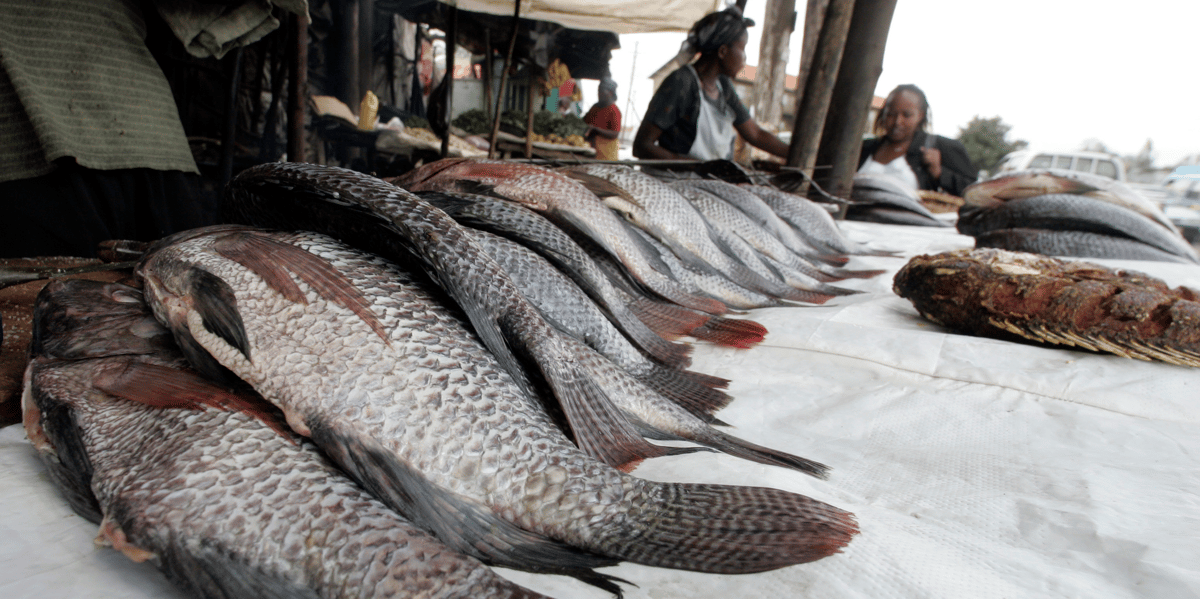 tilapia