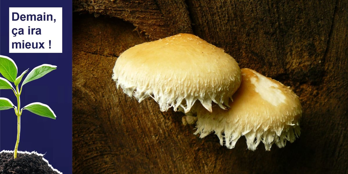 À Montpellier, Mycea creusent les vertus des champignons pour faire du biocontrôle ou de la biostimulation des cultures.