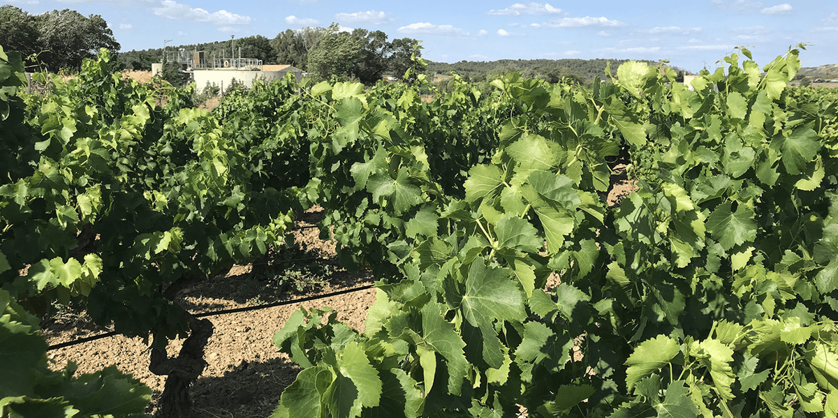 Une vigne irriguée grâce à l’eau usée traitée après stockage, filtration et désinfection par UV