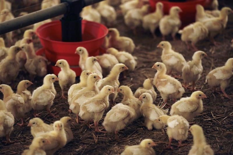 Securite renforcee dans les elevages contre la grippe aviaire