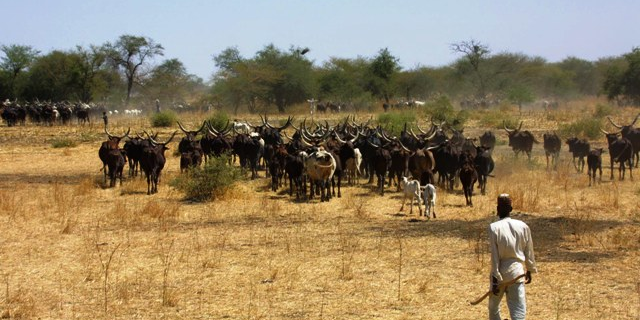 élevage Cameroun pastoralisme
