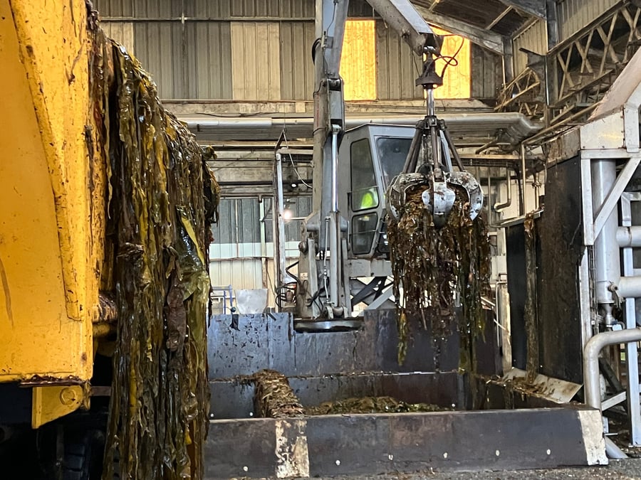 algues brunes JRS Marine Products