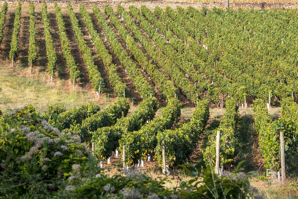 Pas de surproduction à l'horizon du côté du Beaujolais : avec ses 14.500 hectares et ses 12 AOC, la filière qui s'étend entre le sud de Macon et le nord de Lyon a produit quelque 580.000 hectolitres de vin en 2023, pour un marché encore tiré par la demande.