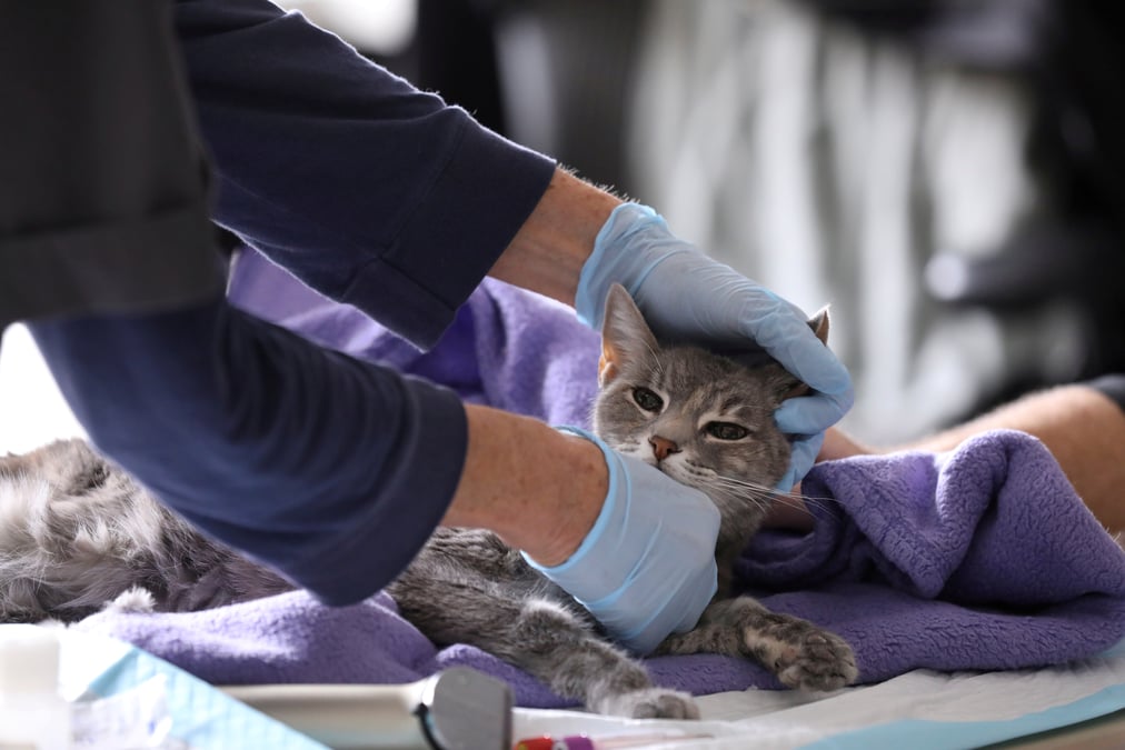 Coronavirus: des premiers cas confirmes aux usa chez des chats