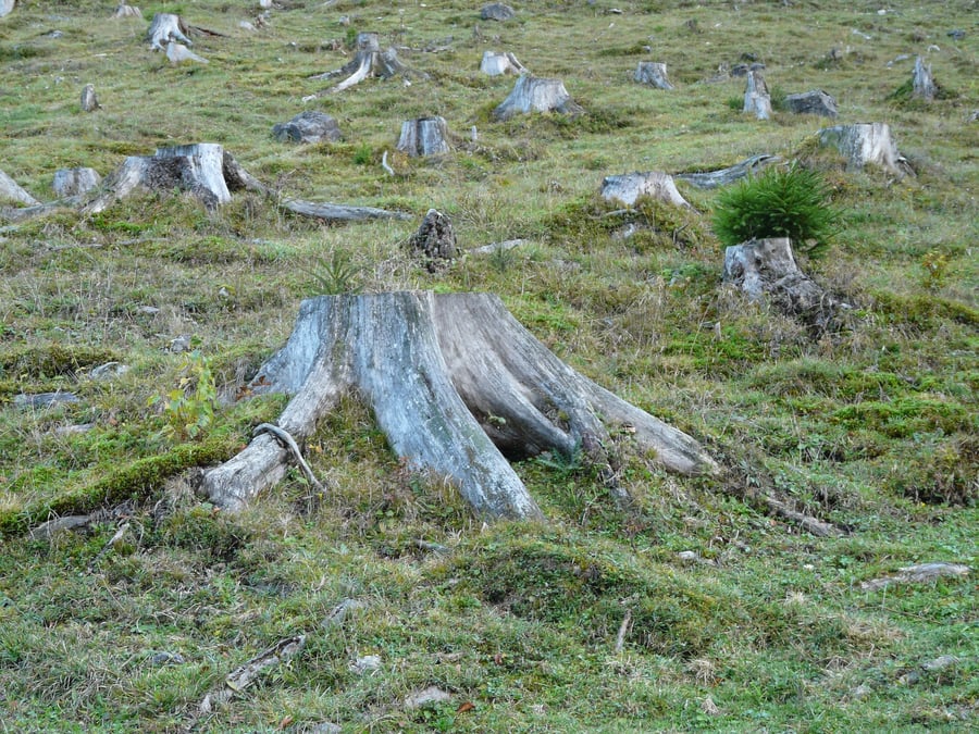 Déforestation