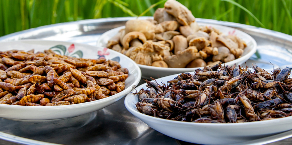 Insectes