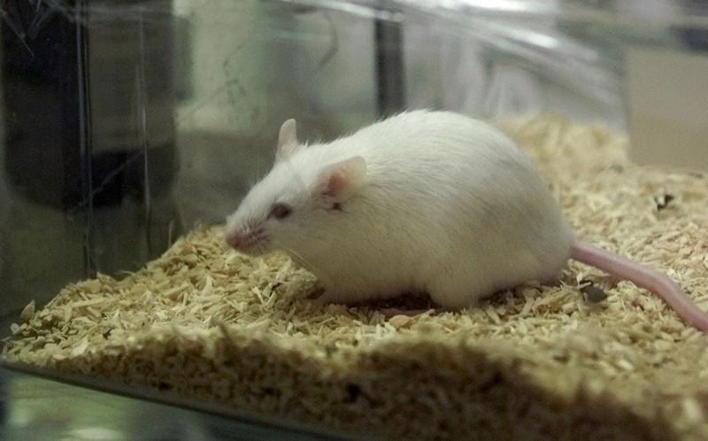Decouverte d'un antibiotique qui ne rencontre pas de resistance
