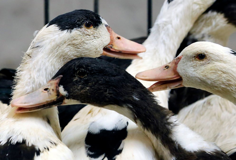 Des canards a montsoue