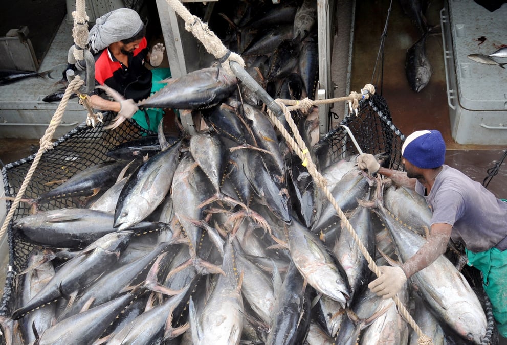 Les travailleurs dechargent le thon d'un bateau a port victoria, dans l'ocean indien