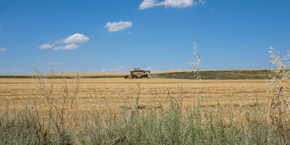 La coopérative d'agriculteurs Arterris annonce une collecte de céréales avec un rendement moyen de -10% en 2024 par rapport à l'année 2023, déjà historiquement faible.