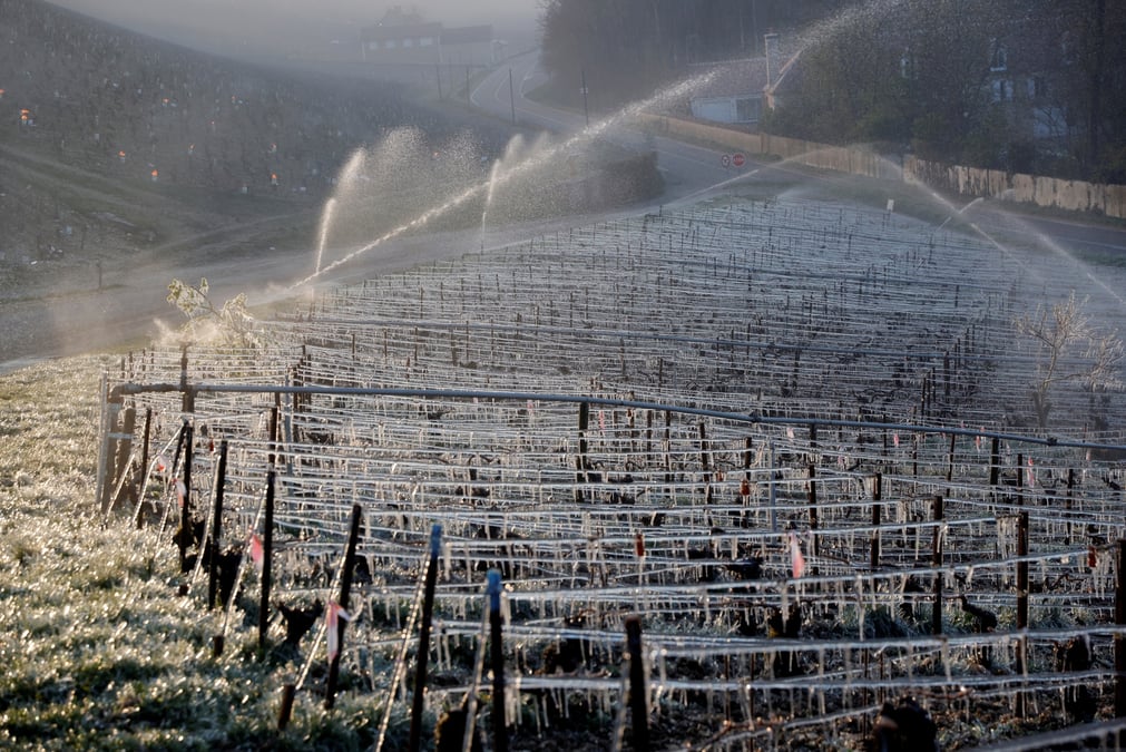France: le gel d'avril pourrait reduire la production de vin de 30%