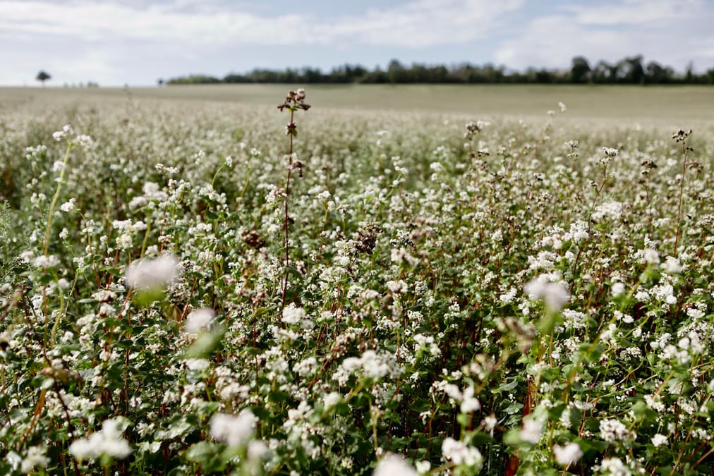Le sarrasin est une plante mellifère qui est peu exigeante en eau et qui ne nécessite pas d’intrants