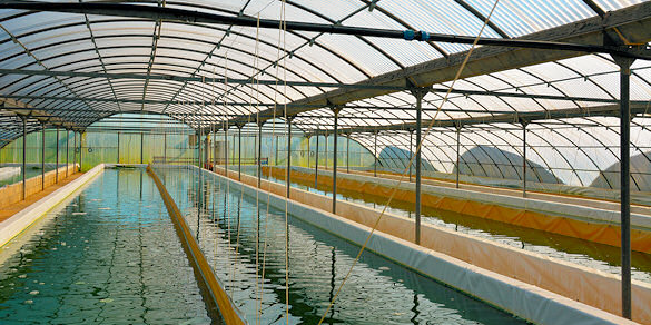 Un des bassins de production d'Algosud, sur son site de Lunel (34)
