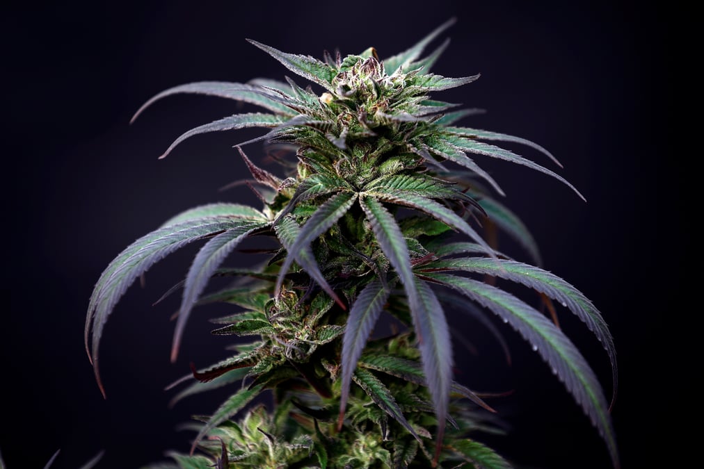 La suisse va faciliter l'usage medical du cannabis