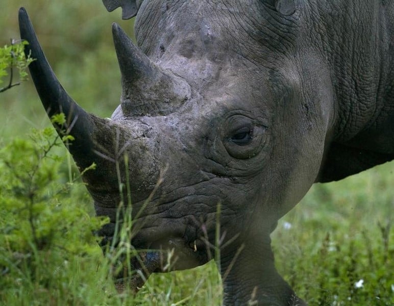 Plus de 1.200 rhinoceros tues en afrique du sud en 2014