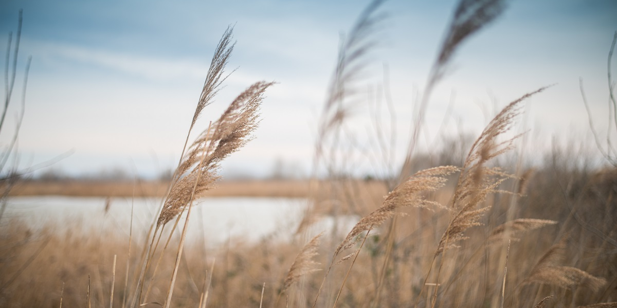 La Maif finance à hauteur de 300.000 euros l'association des amis des marais du Vigueirat, crucial pour la biodiversité et l’adaptation au changement climatique.