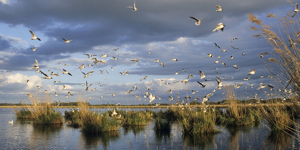 Une colonie de mouettes rieuses sur l’un des étangs du parc régional de la Brenne.