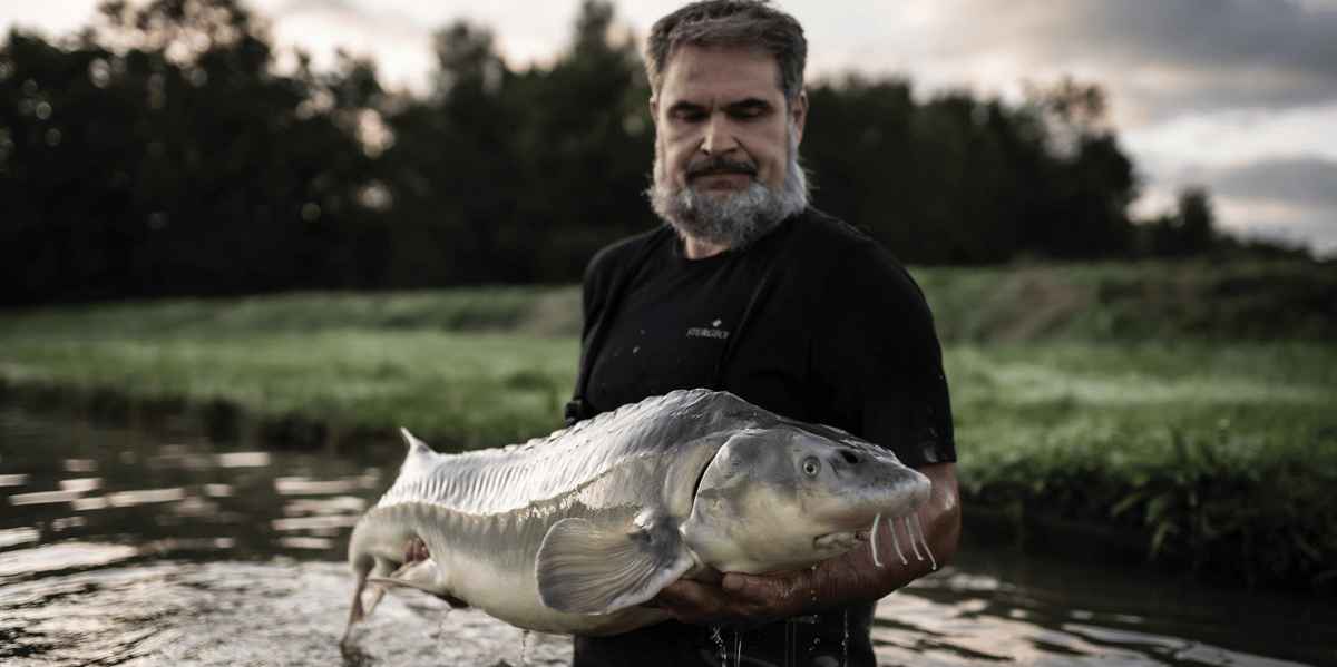 Pisciculture Sturia esturgeon