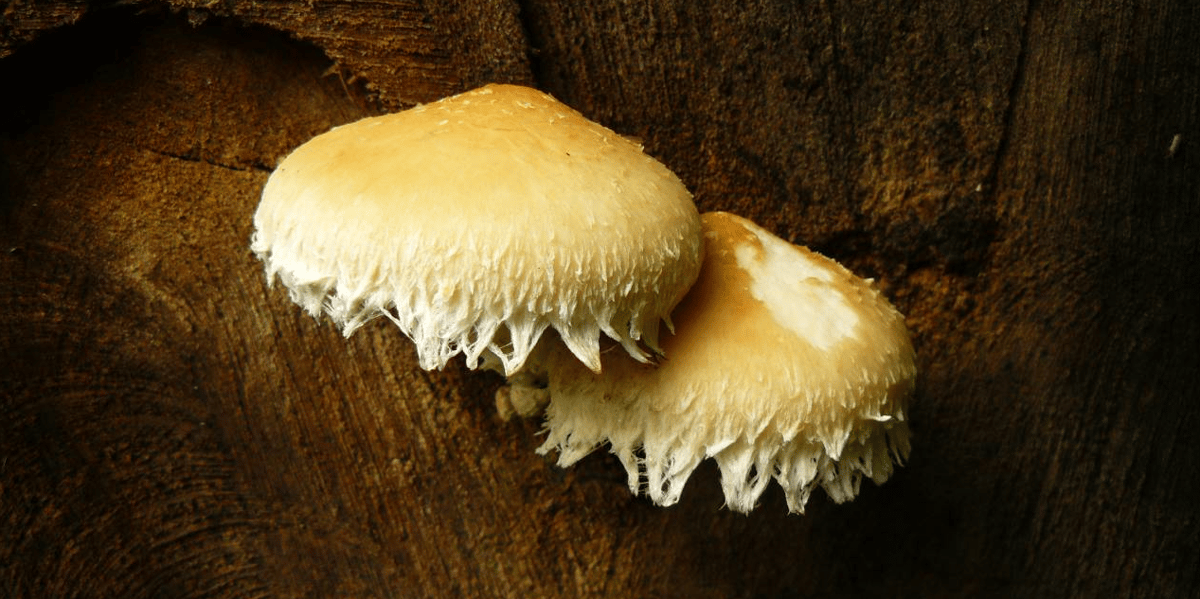 La deeptech montpelliéraine Mycea travaille à réduire, voire stopper, l'usage intensif d'engrais et pesticides chimiques en agriculture en utilisant certaines propriétés naturelles des champignons.
