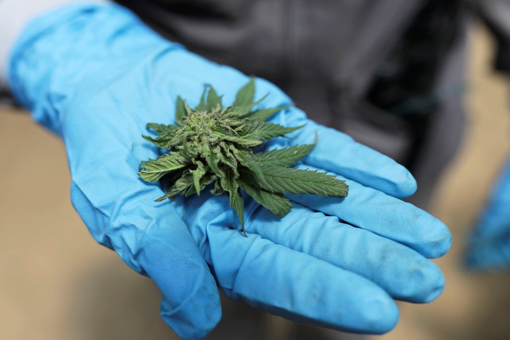 La france va experimenter l'usage medical du cannabis