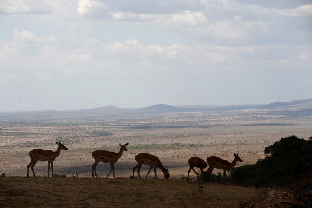 Alerte mondiale sur la biodiversite