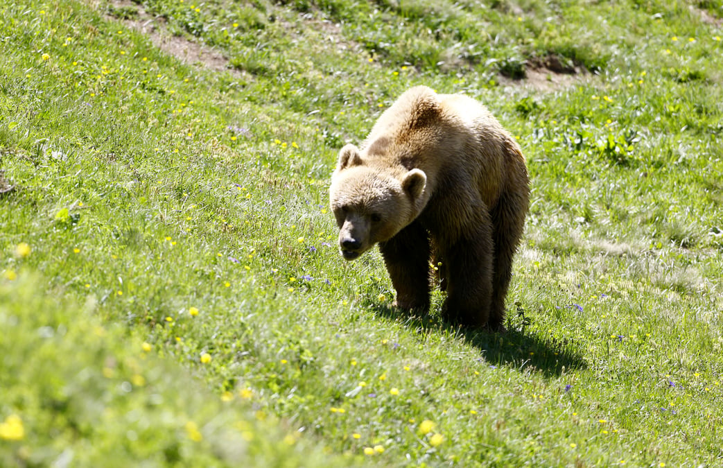 Des mesures d'effarouchement d'ours en ariege