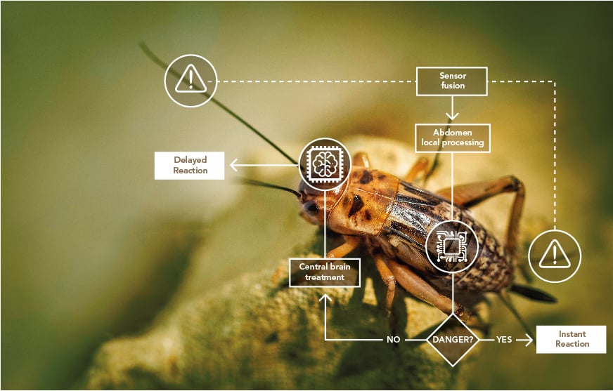 Bio-inspiration Crickets CEA-Leti