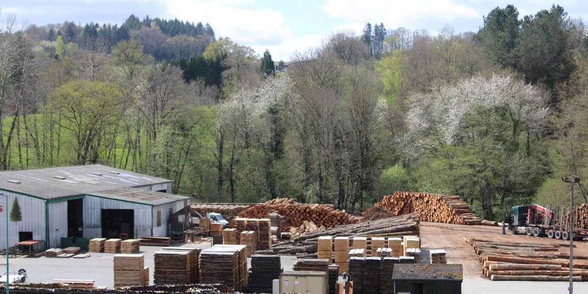 Face au réchauffement climatique, la forêt et les scieries limousines pourraient accueillir de nouvelles essences.