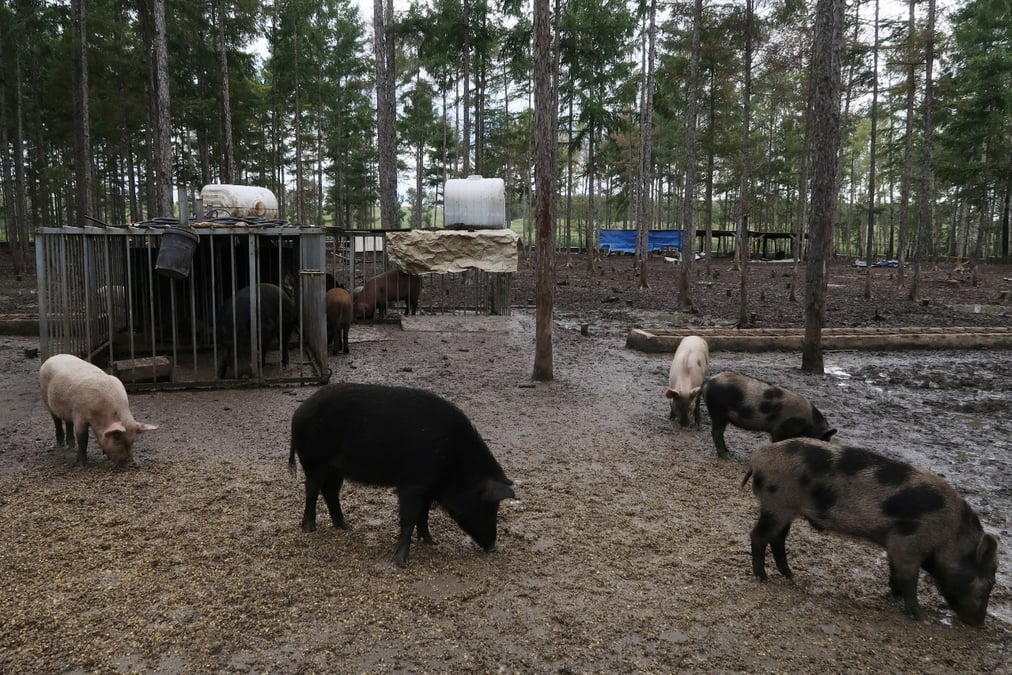 Elevage de cochons en Chine