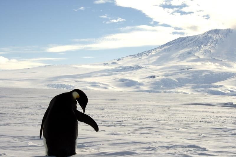 Le plus grand sanctuaire marin cree en antartique