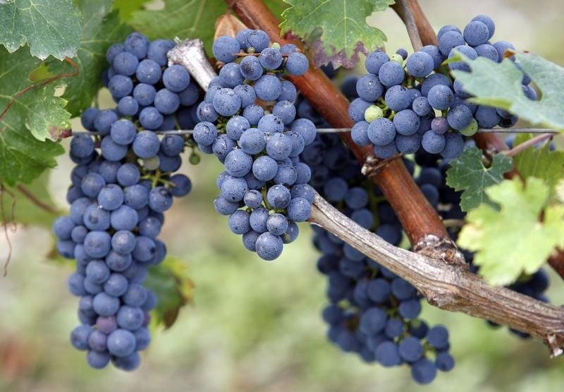 Dégustations en primeur d'un millésime 2013 de Bordeaux inégal