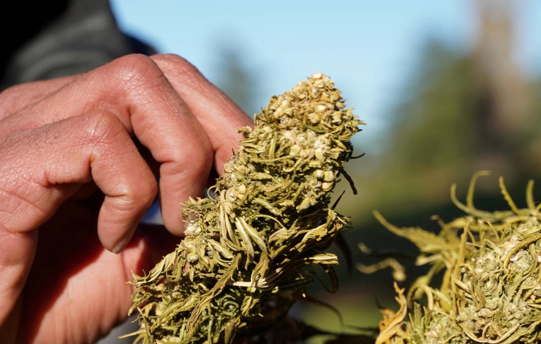 Photo d'archives d'un agriculteur qui seche du cannabis a ketama