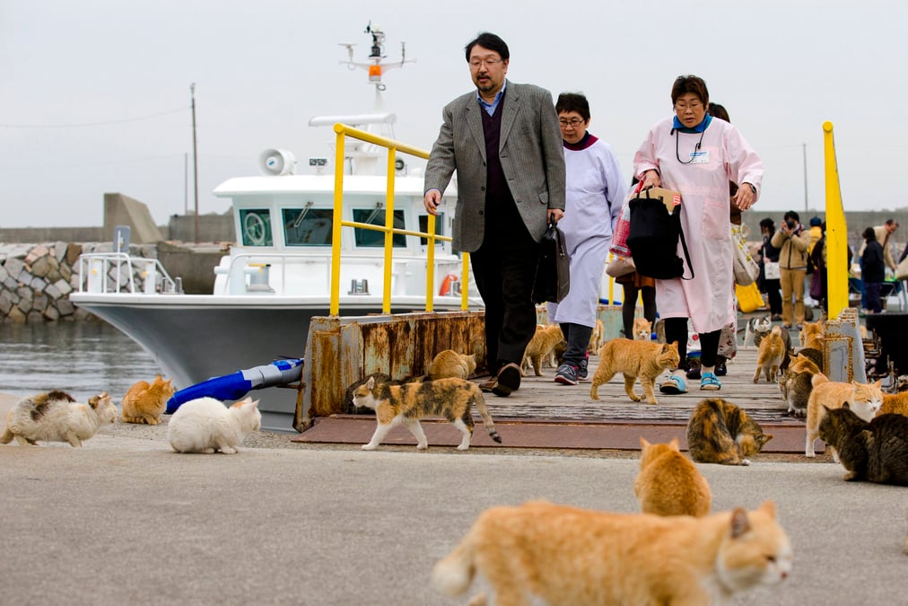 L'ile ou les chats sont rois