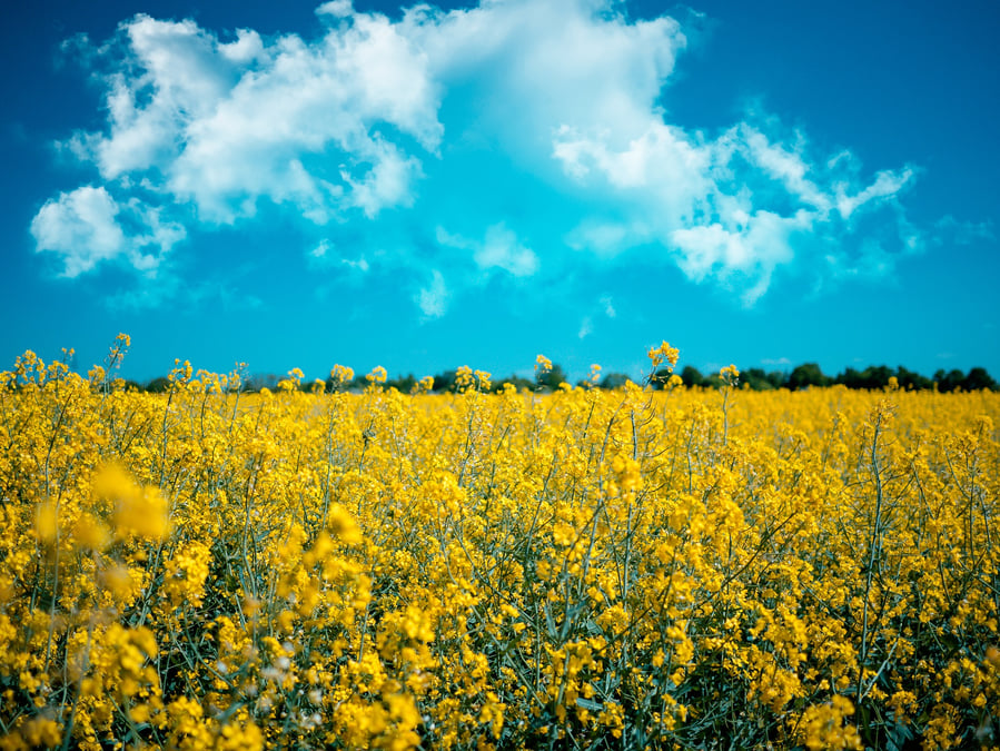 Fleurs